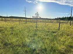 Экскурсии в северной Карелии, вездеход, болото,