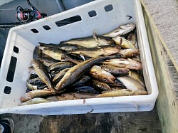 Рыбалка в Белом море